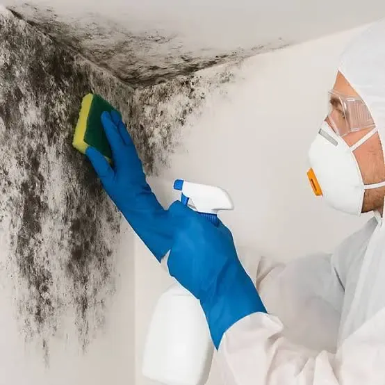 Mold Remediation South Miami
